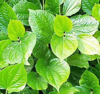 Những bài thuốc chữa sâu răng nguồn gốc thiên nhiên