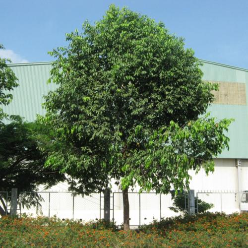 Những bài thuốc chữa sâu răng nguồn gốc thiên nhiên 1