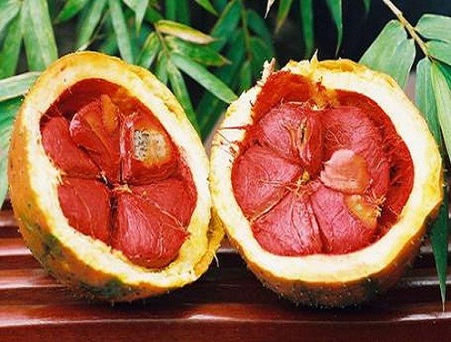 Những bài thuốc chữa sâu răng nguồn gốc thiên nhiên 3