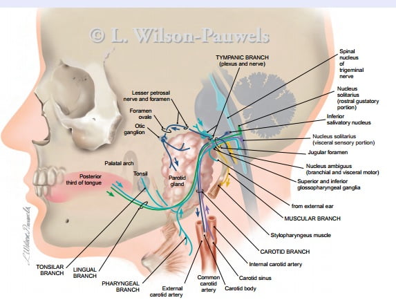nho-rang-co-anh-huong-den-kinh-khong-1